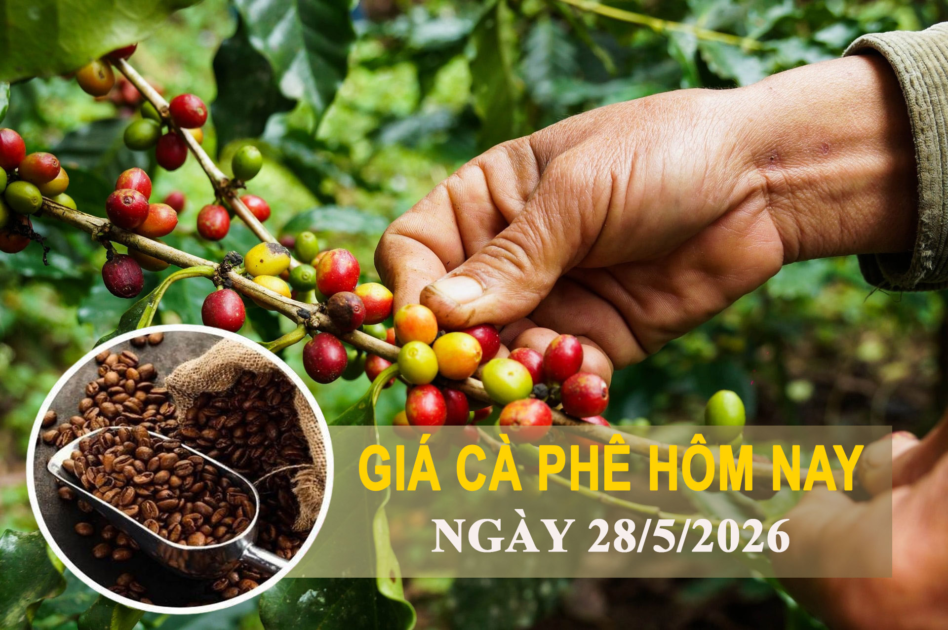 Giá cà phê hôm nay 28/5: Đồng loạt tăng mạnh