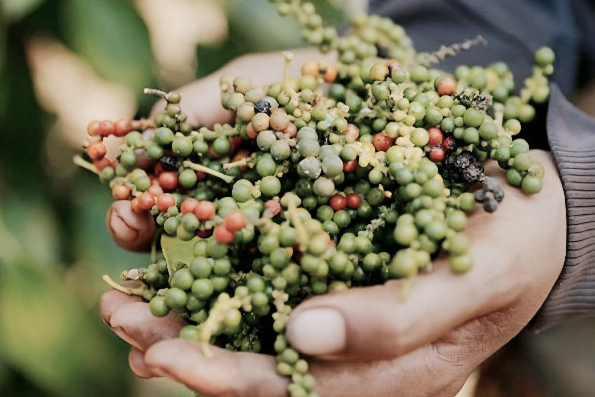 Giá tiêu hôm nay 2/8: Giữ đỉnh 142.000 đồng/kg, nguồn cung thấp tiếp sức thị trường