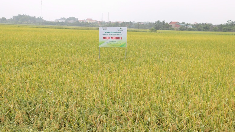 M&ocirc; h&igrave;nh sản xuất l&uacute;a Ngọc Nương 9 tại x&atilde; Đại Xuy&ecirc;n mang lại gi&aacute; trị kinh tế cao - Ảnh: VGP/Thiện T&acirc;m