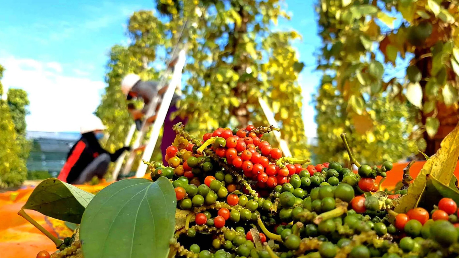 Giá tiêu hôm nay 20/6: Neo cao trên 140.000 đồng/kg, thị trường chờ cú hích mới