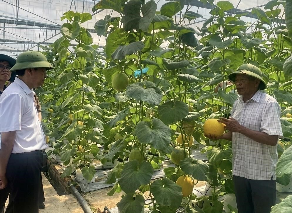 Hải Phòng: Hội thảo đẩy mạnh ứng dụng chuyển đổi số trong quản lý vùng trồng nông nghiệp