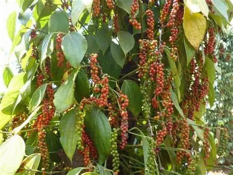 Ngành hồ tiêu bắt nhịp với áp lực cung ứng và chế biến sâu