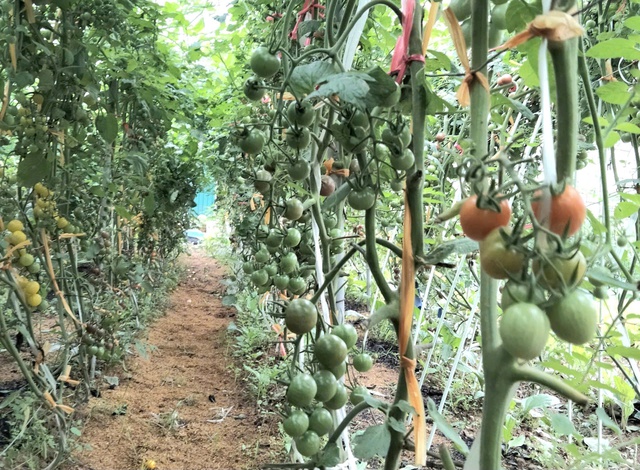 M&ocirc; h&igrave;nh sản xuất n&ocirc;ng nghiệp tại phường Chương Mỹ. Ảnh: VGP/Thiện T&acirc;m