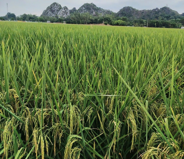 Phát triển nông nghiệp xanh phù hợp với xu hướng hiện đại