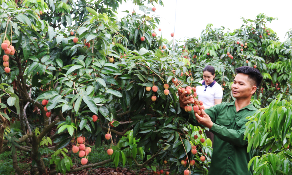 Bắc Ninh tiêu thụ hơn 30,1 nghìn tấn vải thiều, giá bán tăng cao