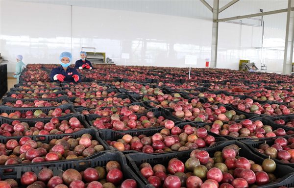 Mặt hàng triệu USD của Việt Nam được Trung Quốc săn đón, lọt top 10 thế giới