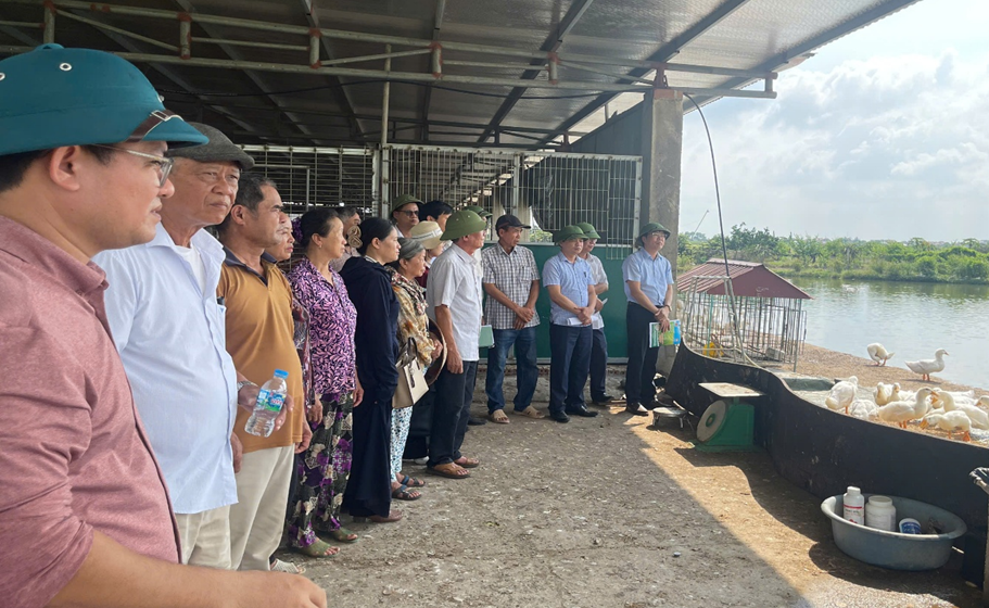 Hải Phòng: Đánh giá hiệu quả mô hình nuôi vịt CT1234