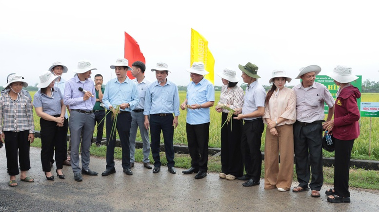 Phát triển lúa VietGAP gắn bao tiêu sản phẩm: Hướng đi bền vững cho nông nghiệp Thủ đô