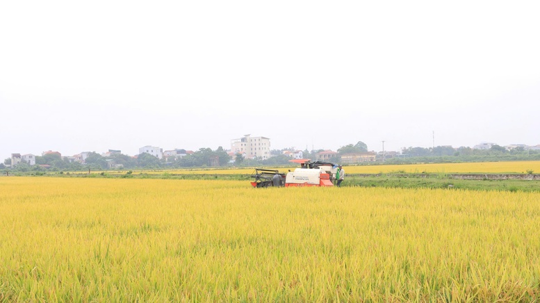 Canh t&aacute;c l&uacute;a VietGAP mang lại năng suất cao v&agrave; tiết kiệm chi ph&iacute; sản xuất - Ảnh: VGP/Thiện T&acirc;m