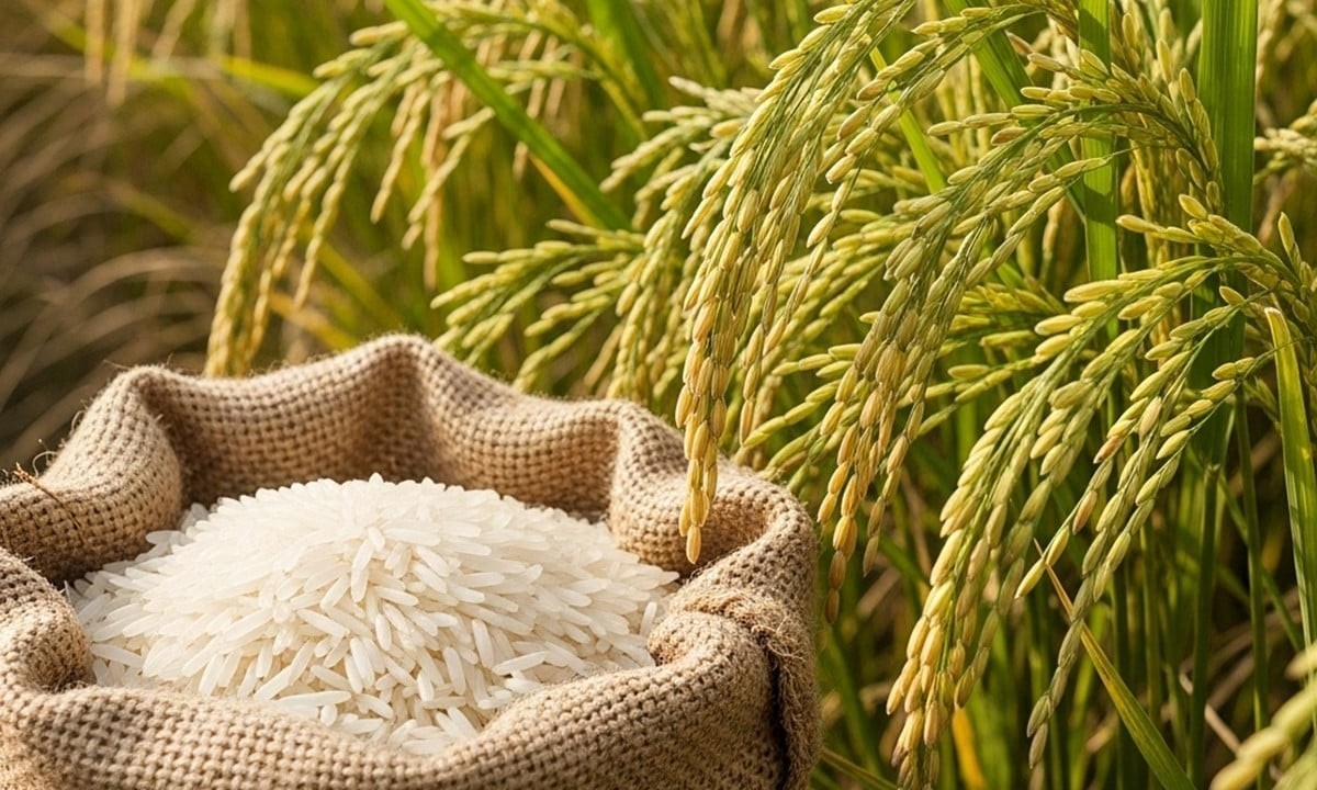 Giá lúa gạo hôm nay 15/6: Giao dịch trầm lắng, Philippines vẫn mua mạnh gạo Việt