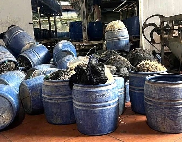 Khởi tố chủ cơ sở dùng hóa chất cấm để sản xuất giá đỗ tại Hưng Yên