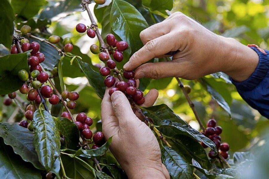 Giá cà phê hôm nay 15/6: Tăng vọt gần 90.000 đồng/kg, nông dân tiếp tục găm hàng