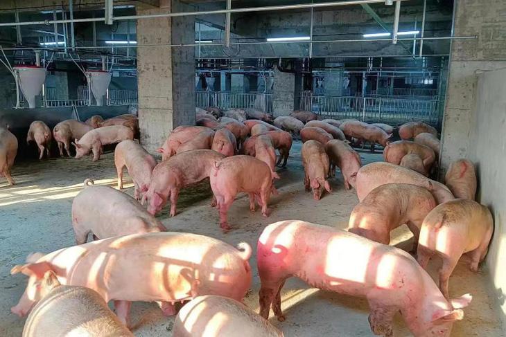 Giá heo hơi hôm nay 20/6: Miền Nam tiếp tục giảm