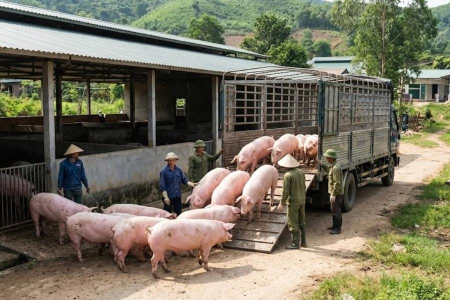 Giá heo hơi hôm nay 11/7: Đi ngang trên cả nước, cao nhất 66.000 đồng/kg