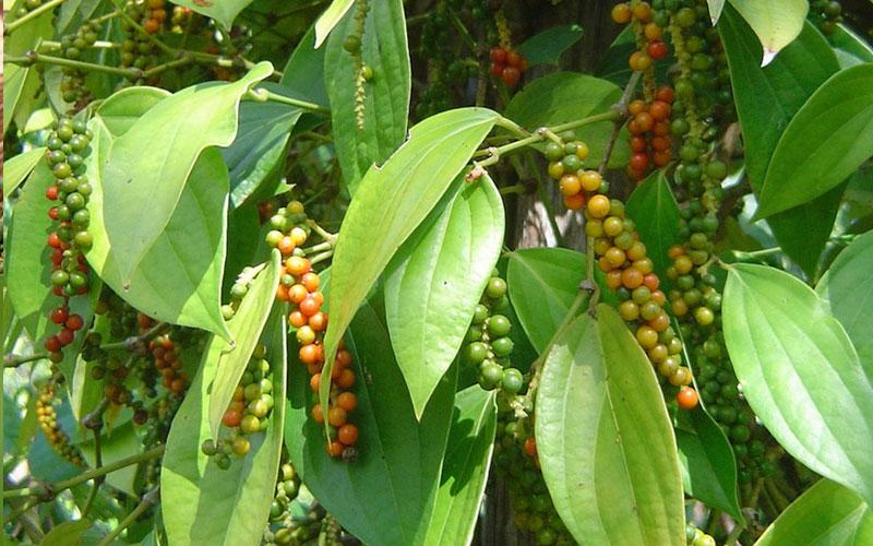 Giá tiêu hôm nay 15/6: Tăng mạnh, xuất khẩu đón tín hiệu vui