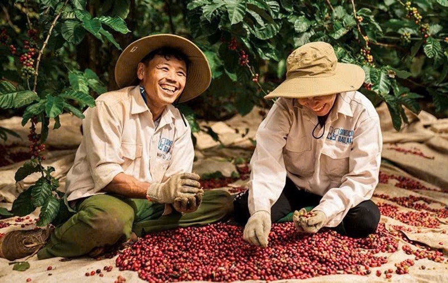 Giá cà phê hôm nay 5/7: Trong nước giảm nhẹ, Robusta và Arabica đồng loạt đi xuống