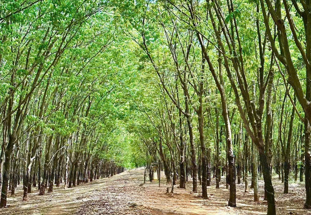 Giá cao su hôm nay 17/6: Tiếp tục tăng trên các sàn giao dịch châu Á