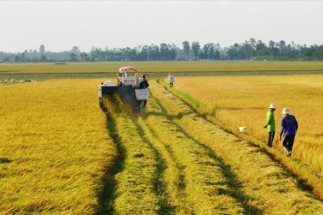 Giá lúa gạo hôm nay 18/6: Đi ngang tại Đồng bằng sông Cửu Long