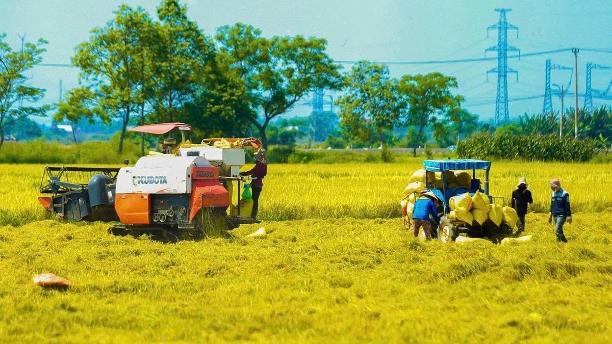 Nông nghiệp Việt trước cuộc chuyển đổi: Từ tăng sản lượng sang tăng giá trị