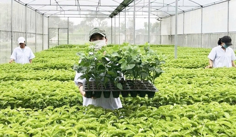 Tổ chức vi phạm về sản xuất, buôn bán giống cây trồng bị phạt đến 100 triệu đồng