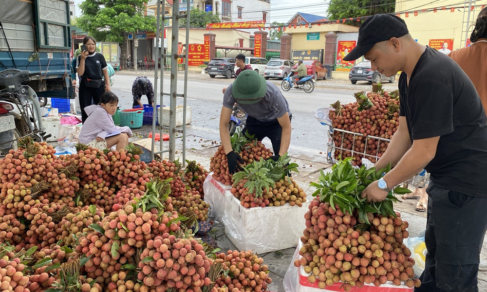 Giá vải thiều tăng cao, Bắc Ninh thu gần 6.000 tỷ đồng
