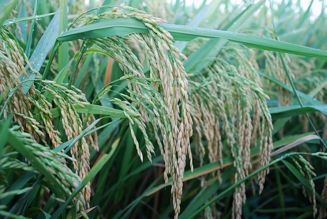 Giá lúa gạo hôm nay 24/6: Ổn định