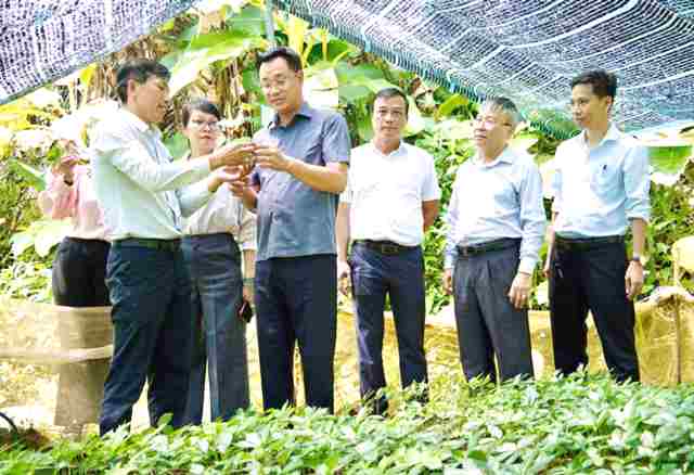 Đà Nẵng: Tổ chức Hội thảo khoa học quốc tế về sâm Ngọc Linh