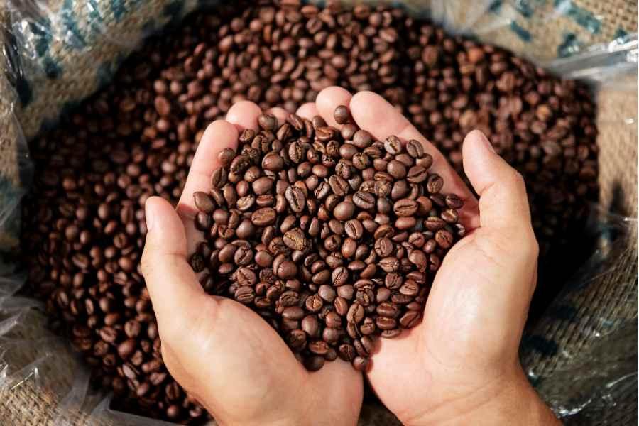 Giá cà phê hôm nay 29/6: Trở lại mốc 90.000 đồng/kg
