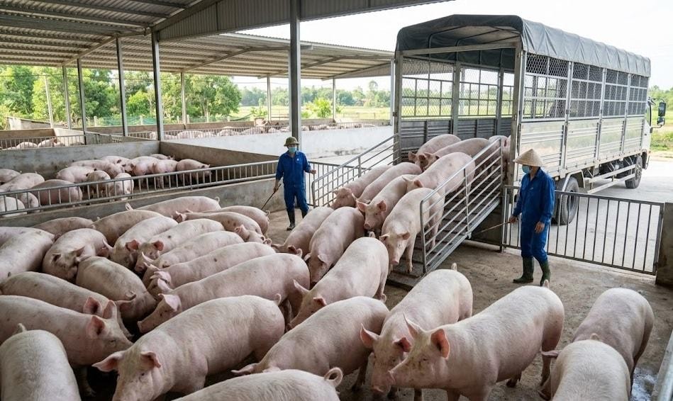 Giá heo hơi hôm nay 29/6: Miền Nam xuống sát 60.000 đồng/kg