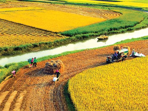 Giá lúa gạo hôm nay 29/6: Gạo giữ giá, lúa chờ lực mua
