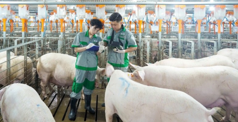 Giá heo hơi hôm nay 2/7: Tiếp tục giảm