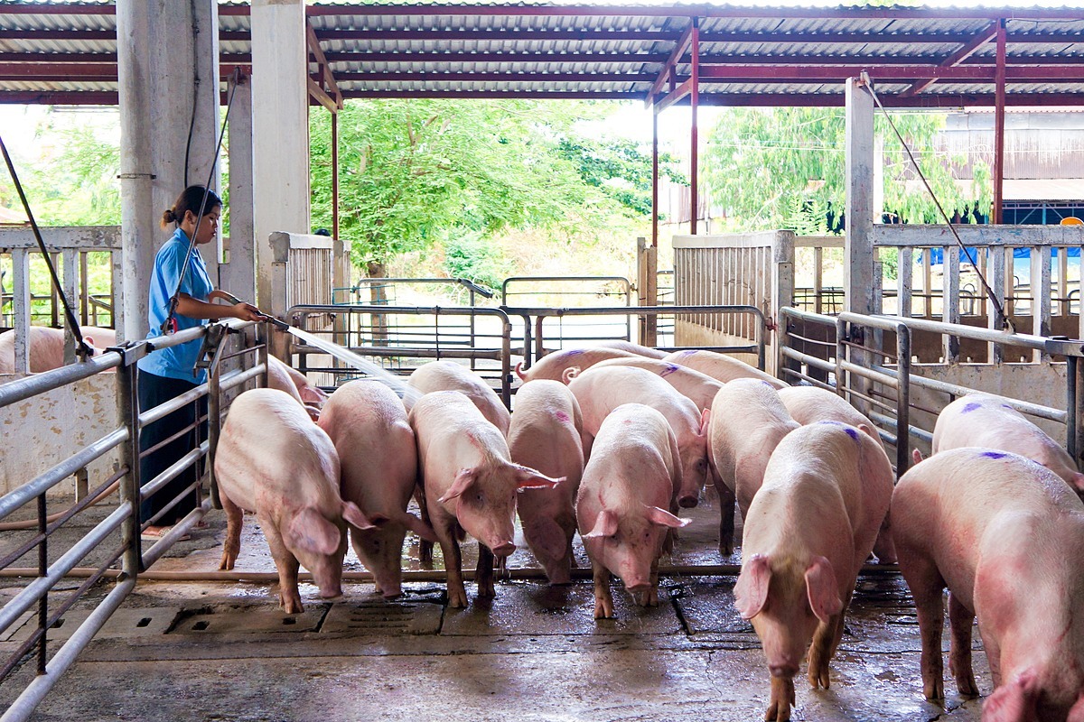 Giá heo hơi hôm nay 4/7: Cả ba miền đồng loạt đi ngang