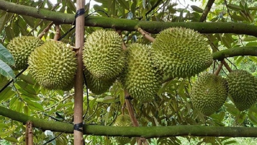 Giá sầu riêng hôm nay 6/7: Biến động trái chiều