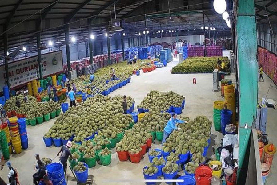Lâm Đồng siết kiểm soát dư lượng thuốc bảo vệ thực vật, nâng chất lượng nông sản xuất khẩu