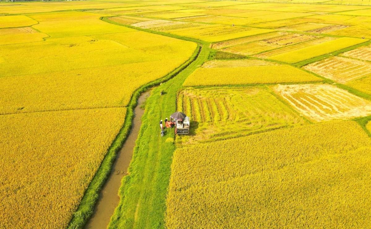 Giá lúa gạo hôm nay 11/7: Gạo Đài thơm tăng giá, lúa tiếp tục neo cao