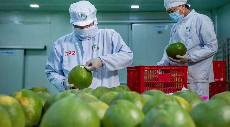 Một sản phẩm xuất khẩu kh&ocirc;ng bắt đầu ở cửa khẩu. N&oacute; bắt đầu từ giống c&acirc;y, con; quy tr&igrave;nh sản xuất; chất lượng đất v&agrave; nước; việc sử dụng vật tư n&ocirc;ng nghiệp; m&atilde; số v&ugrave;ng trồng, v&ugrave;ng nu&ocirc;i; thu hoạch, bảo quản, chế biến, vận chuyển v&agrave; kiểm nghiệm.