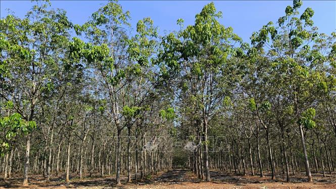 Ng&agrave;nh cao su tập trung ph&aacute;t triển n&ocirc;ng nghiệp th&ocirc;ng minh, ứng dụng c&ocirc;ng nghệ cao trong sản xuất, chế biến, truy xuất nguồn gốc, x&acirc;y dựng chuỗi cung ứng xanh tuần ho&agrave;n. Ảnh: Nhật B&igrave;nh/TTXVN