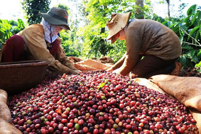 Dữ liệu vùng trồng: 'Hộ chiếu số' để nông sản Việt vươn tầm quốc tế