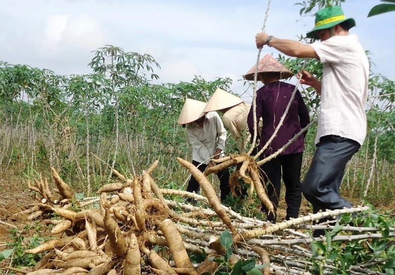 Xây dựng hệ sinh thái Ethanol để phát triển bền vững xăng E10