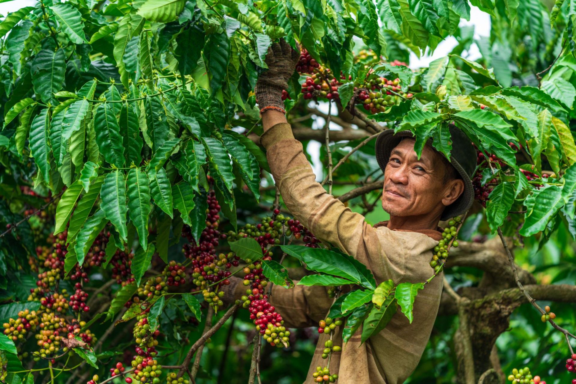 Giá cà phê hôm nay 27/9: Robusta bật tăng hơn 2%
