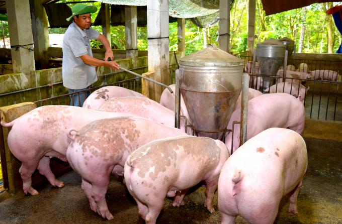 Giá heo hơi hôm nay 19/7: Miền Bắc giữ đỉnh 67.000 đồng/kg