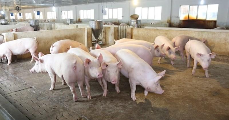 Giá heo hơi hôm nay 25/7: Tiếp đà giảm, nhiều nơi về 62.000 đồng/kg
