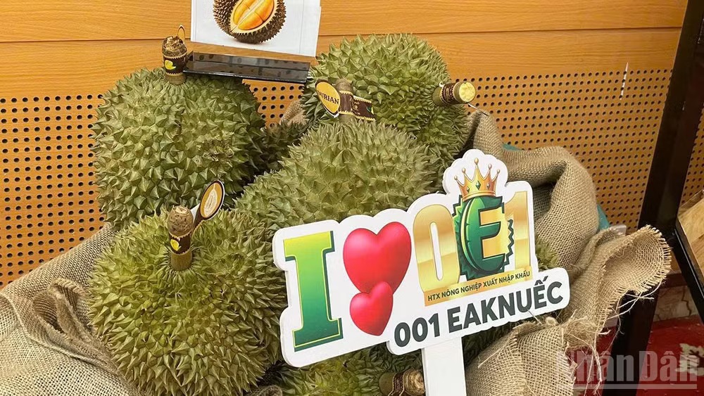Công bố Lễ hội Sầu riêng Đắk Lắk