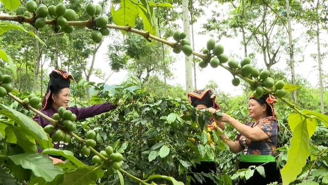 Nông nghiệp xanh nâng tầm chuỗi giá trị nông sản chủ lực Tây Bắc