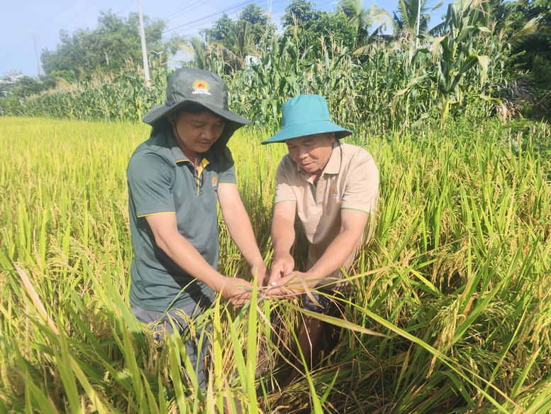 N&ocirc;ng d&acirc;n v&agrave; kỹ sư c&ugrave;ng trao đổi tr&ecirc;n c&aacute;nh đồng v&agrave; kiểm tra kết quả của m&ocirc; h&igrave;nh Đề &aacute;n 1 triệu hta l&uacute;a tại x&atilde; Vĩnh An, tỉnh An Giang - Ảnh: VGP/LS