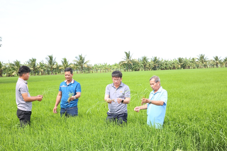 N&ocirc;ng d&acirc;n x&atilde; Kh&aacute;nh B&igrave;nh tiếp tục chọn quy tr&igrave;nh mới v&igrave; c&ocirc;ng việc nhẹ hơn, chi ph&iacute; giảm v&agrave; lợi nhuận được cải thiện - Ảnh: VGP/LS