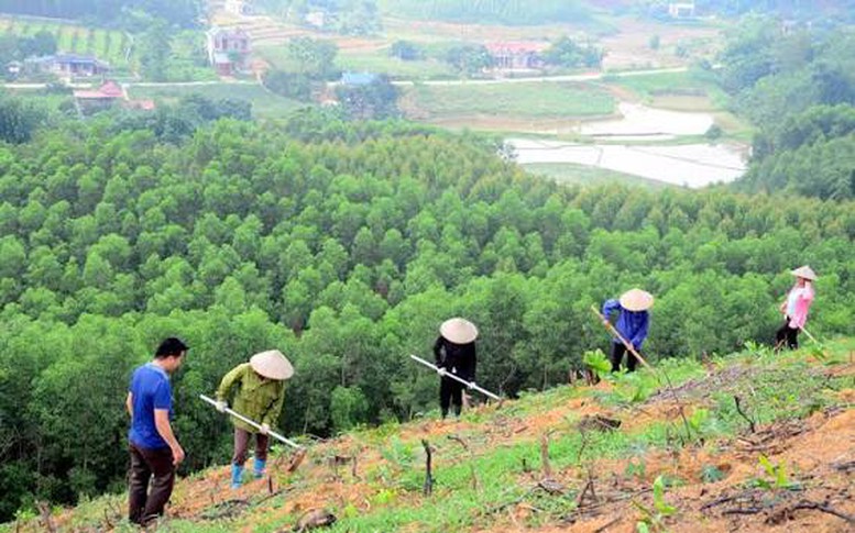 Tháo gỡ điểm nghẽn dữ liệu vùng trồng cho xuất khẩu lâm sản