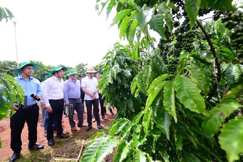 Phân bón Cà Mau nâng tầm giá trị mới cho cà phê Robusta Việt