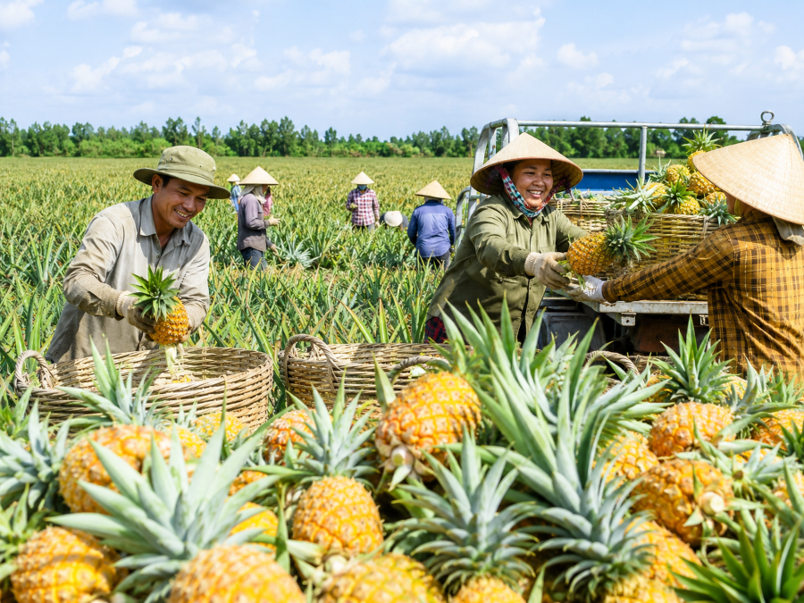 Dứa Đồng Tháp tăng giá mạnh sau thời gian dài trầm lắng