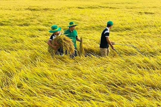 Giá lúa gạo hôm nay 27/7: Thị trường ổn định, xuất khẩu giữ đà tích cực